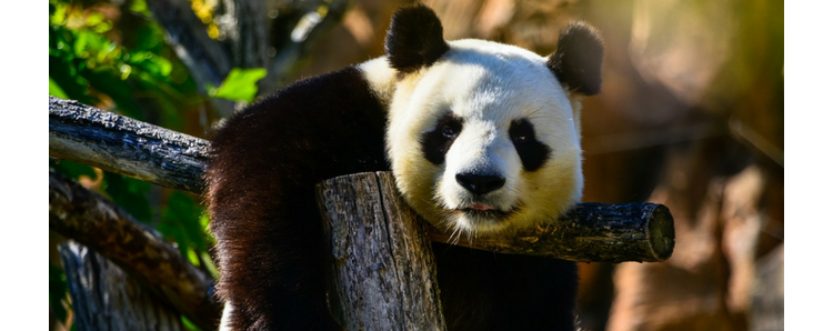 La Fondation WWF France s’offre un nouveau siège ultra écolo