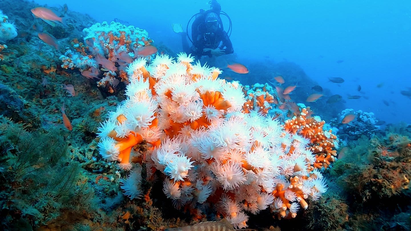Ecosystème corallien du secteur de Punta de la Mona en Espagne. Crédits : Equilibrio Marino.