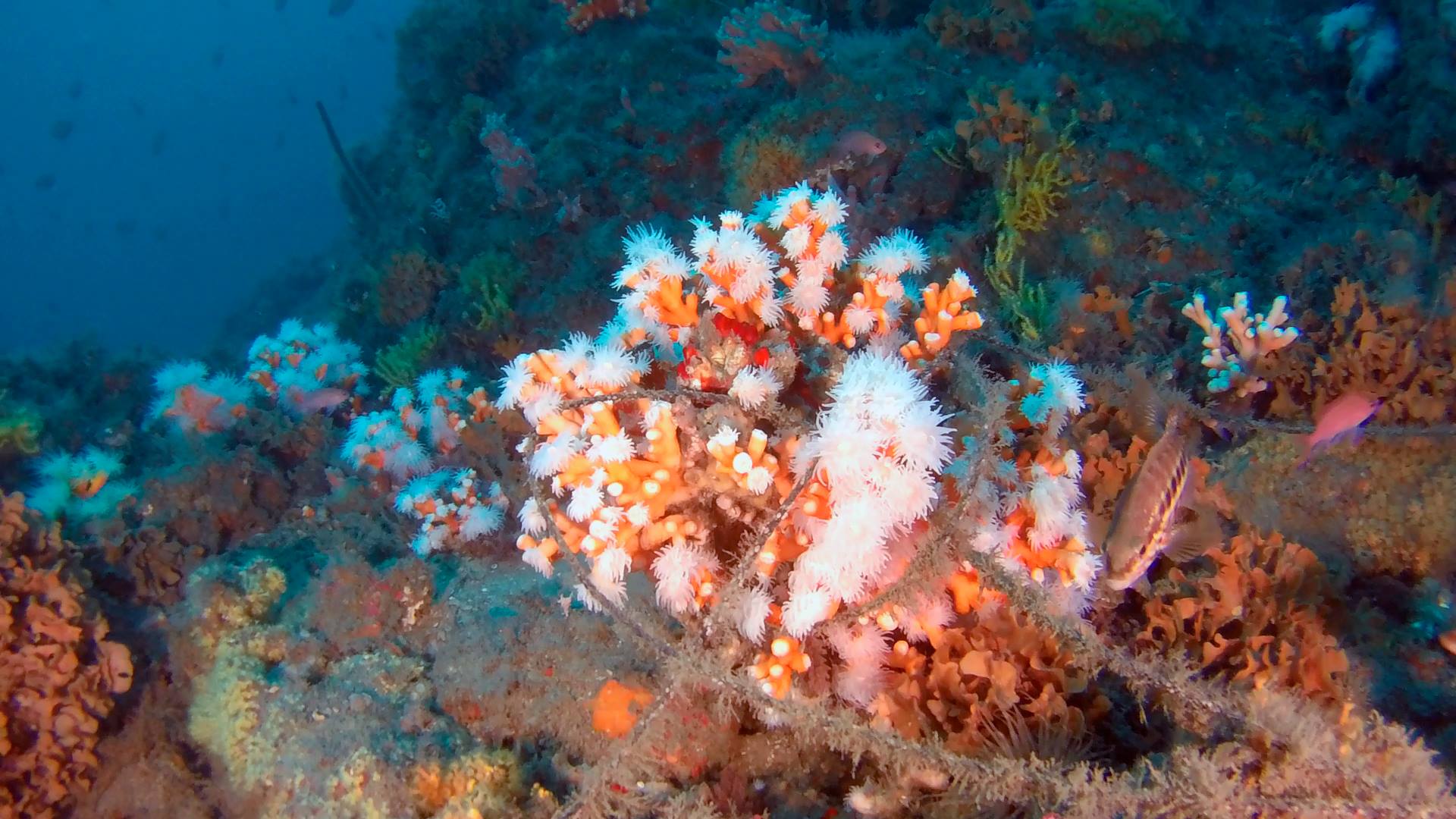 Filet de pêche abandonné qui encombre un corail. Crédits : Equilibrio Marino.