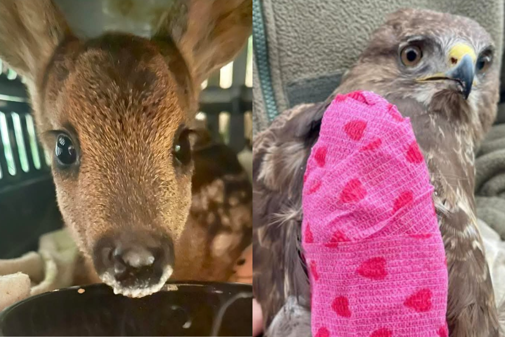 PICARDIE FAUNE SAUVAGE 