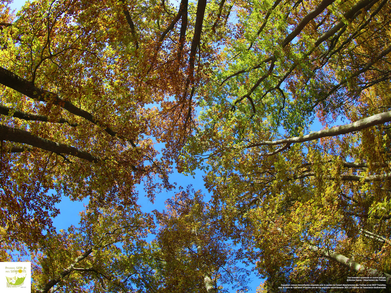 "forêt apaisante. credit photo N Duprey - Yvelines."