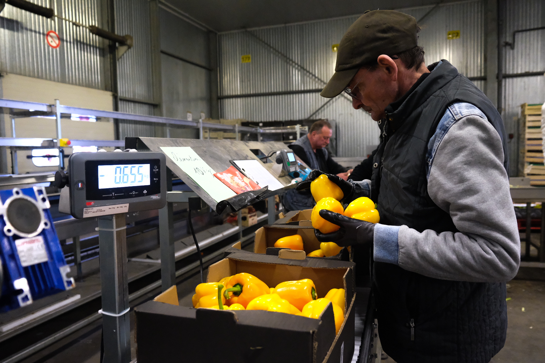 Tri et conditionnement des fruits et légumes au Potager de Marianne