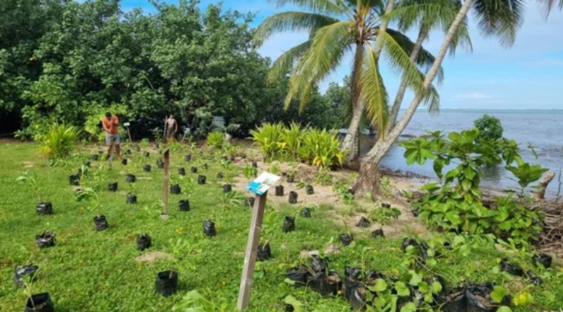 Les chantiers de plantations menés pendant la saison de pluie 2024-2025 sont désormais terminés. Prochaines étapes : suivis botaniques et poursuite des plantations à partir de novembre 2025. © Romain Borie / Projet Fa’atura te Tahatai