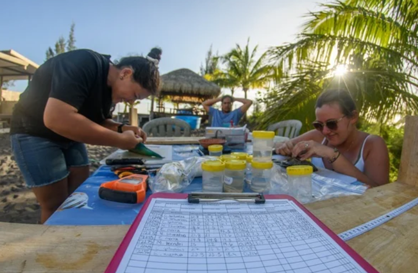 Echantillonnage de poissons pour déterminer les traits d'histoire de vie de 6 espèces ciblées de poissons récifo-lagonaires, en Polynésie française. © Vetea Liao / Projet RAHUI