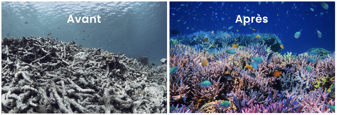 Evolution du récif corallien restauré autour de l’île d’Hatamin en Indonésie. Crédits : Coral Guardian.