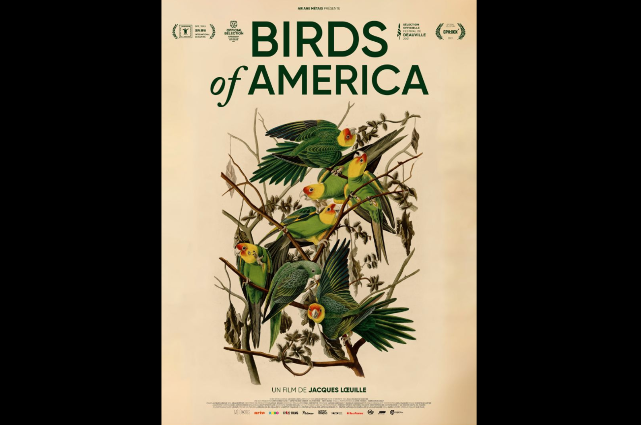 copie écran Birds of America