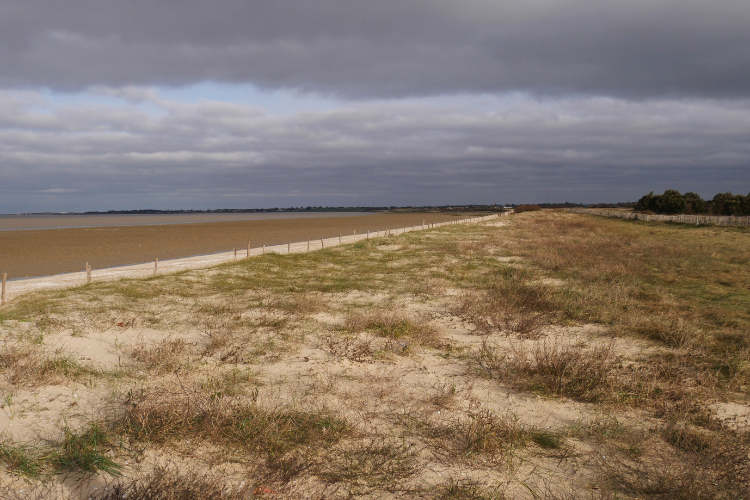 Dunes et ganivelles de Moeze-Oléron