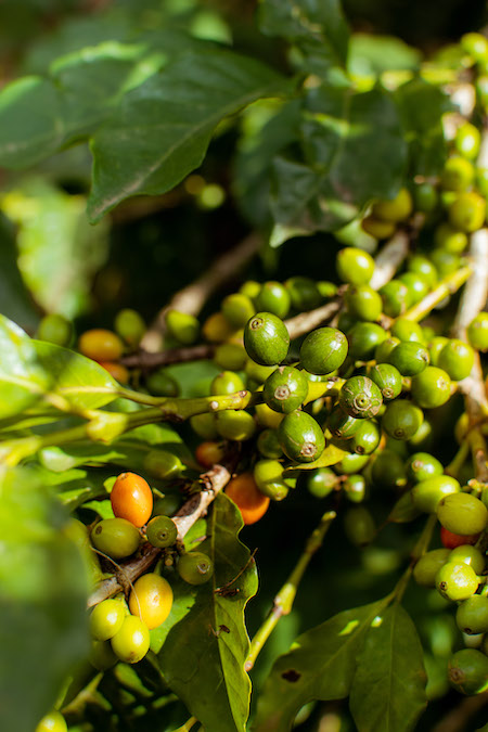 arbre à fruits 