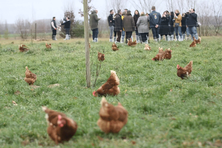 Plantations citoyennes