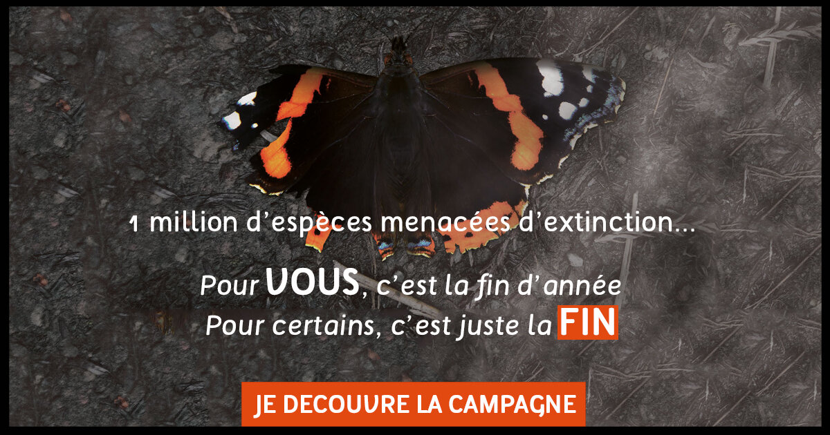 Campagne Noé