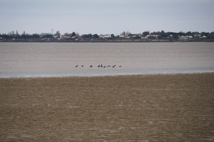 Vol d'oiseau au dessus des vasière, Moëze-Oléron