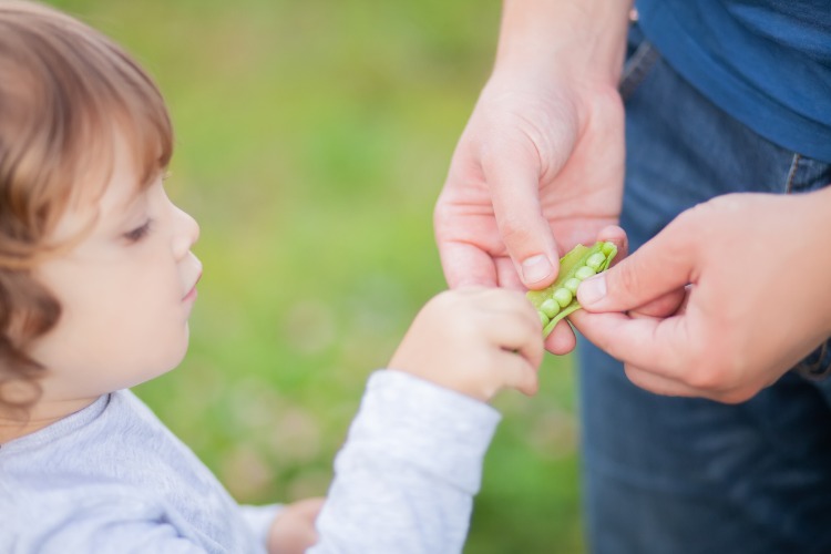 Fondation Louis Bonduelle : appel à projets en recherche participative pour une alimentation plus végétale