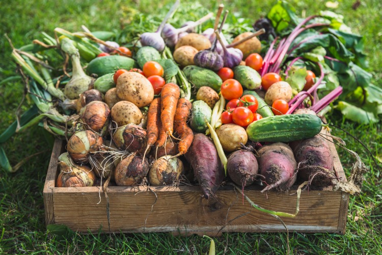 La fondation FAMAE lance son concours mondial dédié à une alimentation saine, durable et équitable : « Food For Good ! »