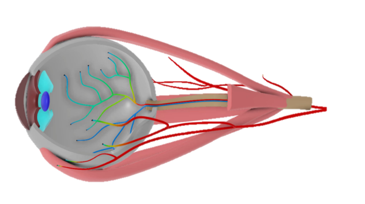 Living Eye Virtual Twin, un modèle inédit pour comprendre la cécité. Crédit : Fondation Dassault Systèmes