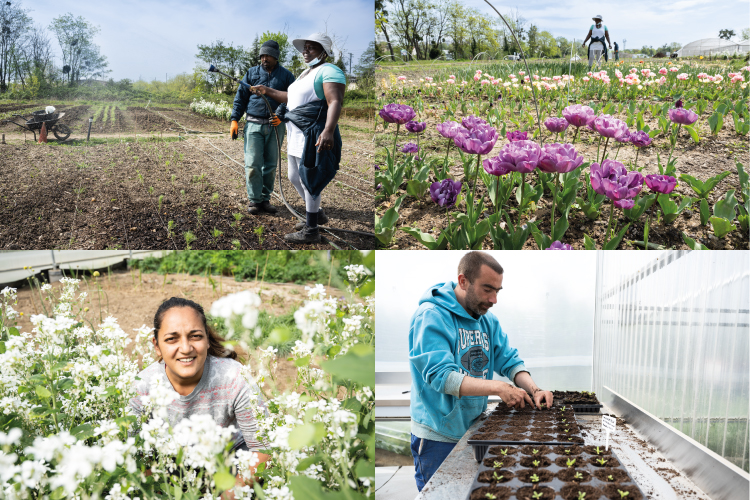 Formation aux nouveaux métiers de l'agriculture urbaine