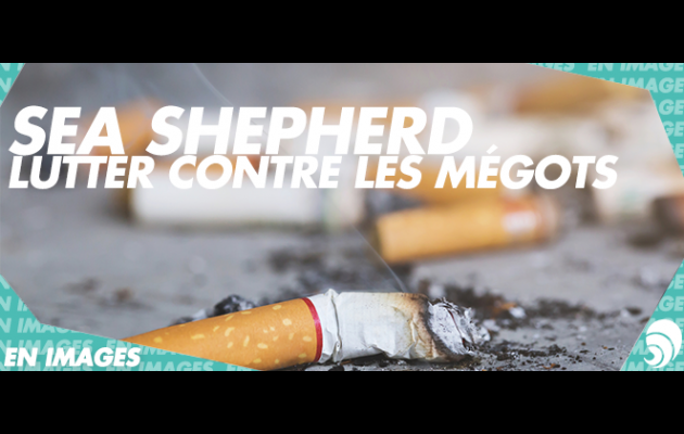 [EN IMAGES] Campagne de Sea Shepherd : les mgots intoxiquent les ocans |  Carenews INFO