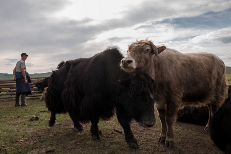 Deux buffles dans les steppes de Mongolie © Régis Defurnaux / AVSF