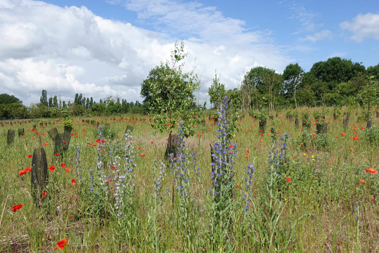 La Forêt de Maubuisson, une nouvelle forêt en Ile-de-France