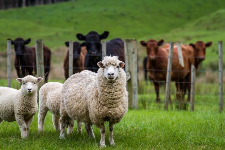 Des associations militent pour de meilleures conditions d'élevage. Crédits : iStock. 