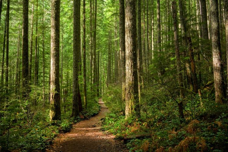 Les forêts jouent un rôle considérable dans la lutte contre le dérèglement climatique et la protection de la biodiversité. Crédits : iStock.