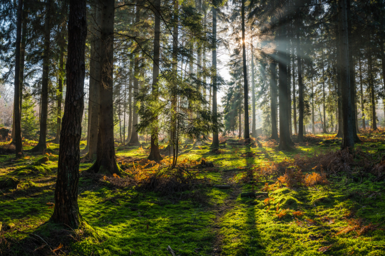 Canopée craint que la diminution du puits de carbone forestier ne compromette l'objectif de neutralité carbone fixé par l'Accord de Paris de 2015. Crédit : iStock