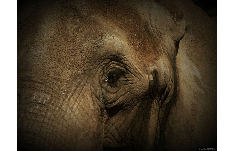 Opération " Je donne mon ivoire " pour sauver des éléphants