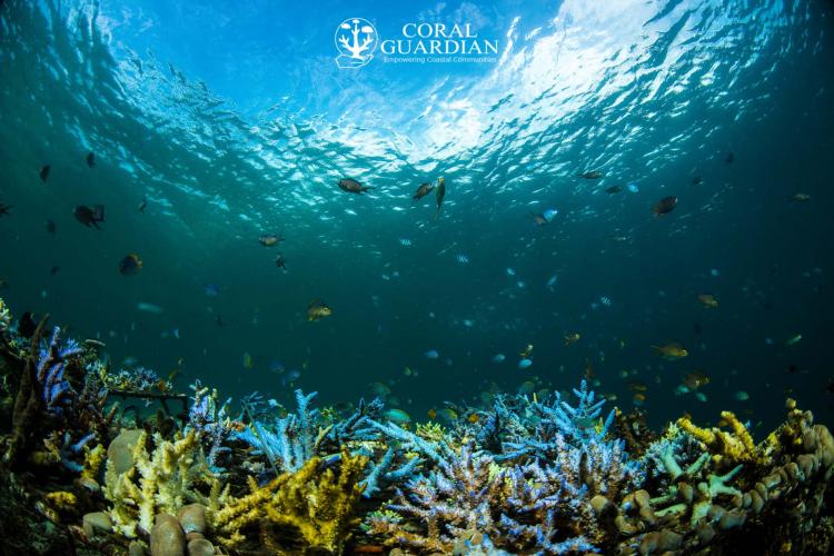 Téléportez-vous au cœur d’un récif corallien avec LiveCoral