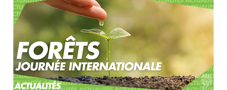 21 mars : la journée internationale des forêts 
