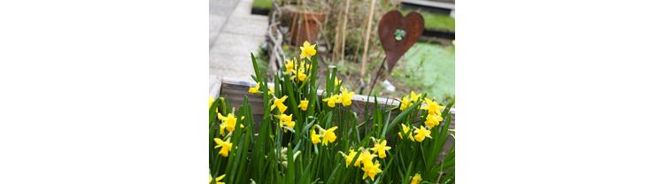 Plantez des jonquilles contre le cancer!