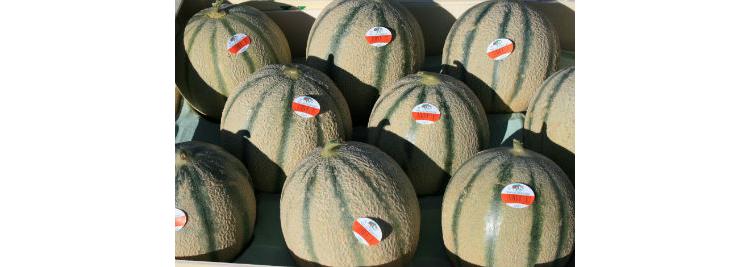 Les melons gagnent le Nord