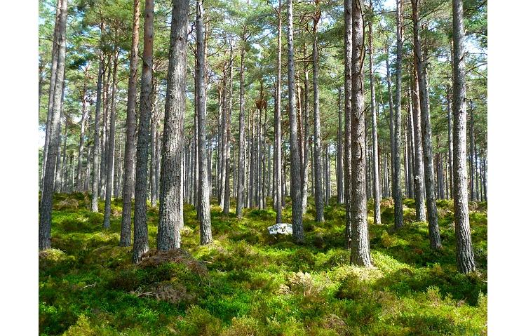 [Journée des forêts] Crédit Agricole Assurances s’engage à planter 500000 arbres