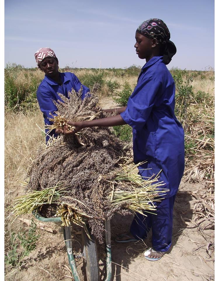 Benkadi Bugu, filière agroécologique au Mali.  