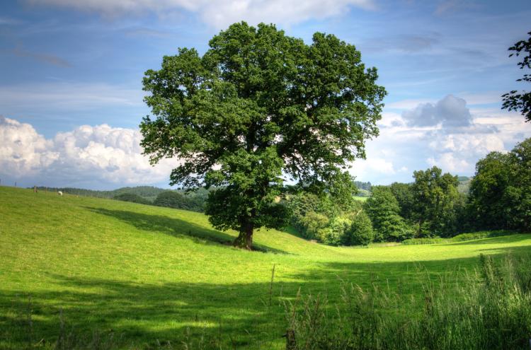 France Nature Environnement Adopte Un Nouveau Logo Carenews Info France Nature Environnement Adopte Un Nouveau Logo Carenews Info