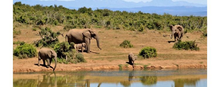 Protéger la biodiversité autrement : WWF s'engage auprès des entreprises