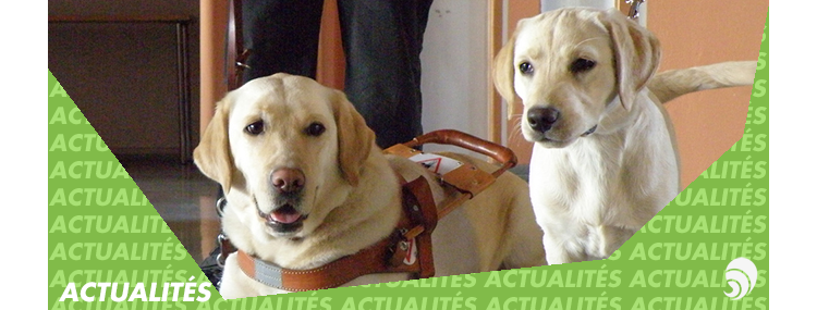 Rendez-vous en septembre, pour la 6e Semaine du chien guide