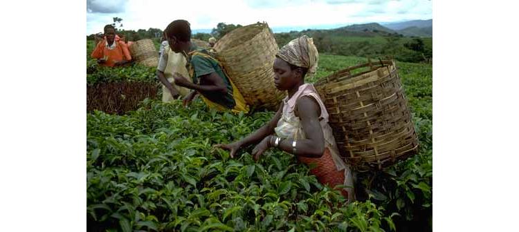 La Fondation Gates subventionne l'agriculture africaine et la recherche médicale