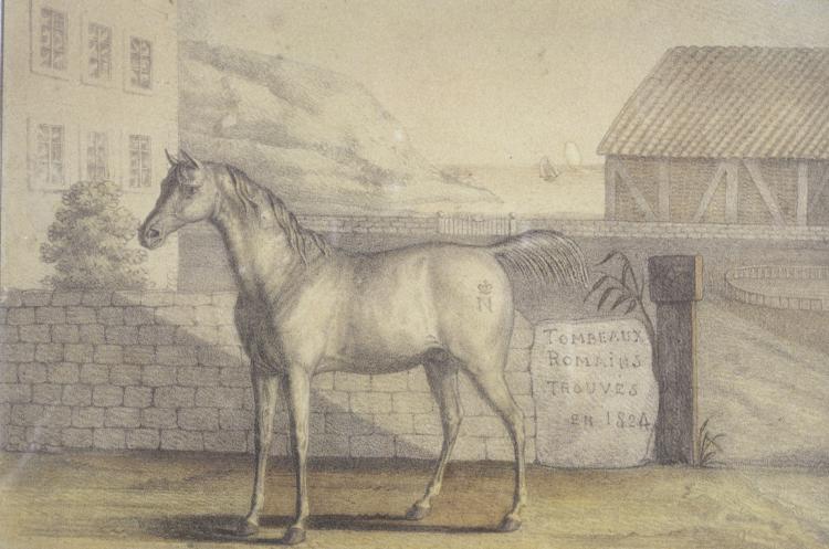  La campagne de crowdfunding pour la restauration du cheval de Napoléon