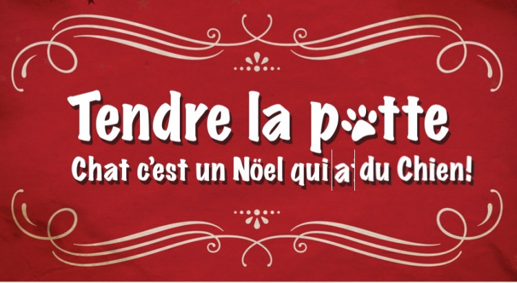 Tendre la patte : les animaux sans-abris gâtés pour Noël !