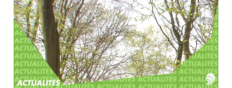Mécénat : l’ONF souhaite récolter 20 000 euros pour replanter des arbres