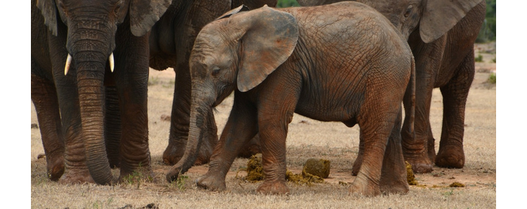 Fondation Wyss : 66 millions de dollars pour la protection des parcs africains