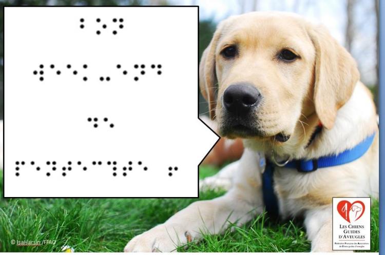 Les chiens guides d'aveugles ont fait parler d'eux