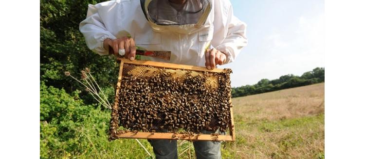 Plus que 13 jours pour aider 30 apiculteurs marocains et leurs familles