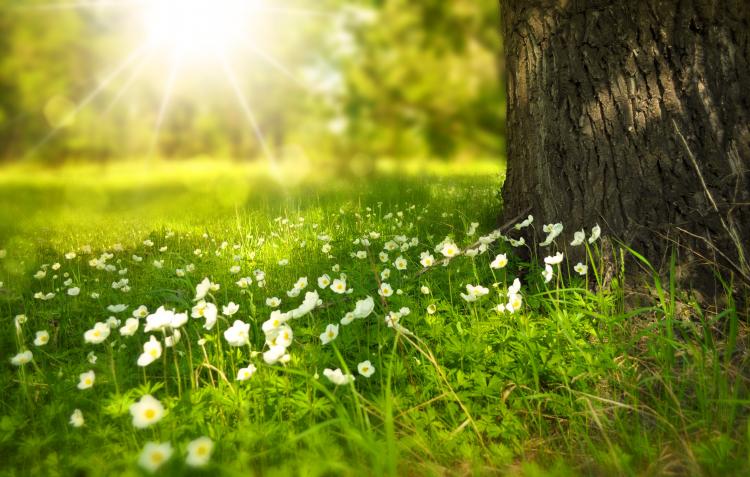 1 jour, 1 homme, 1 arbre » : la Transat AG2R en faveur de la reforestation