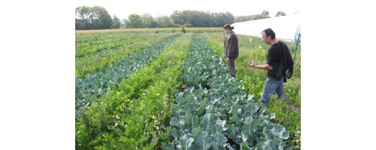Coup de projecteur sur L’ARBRE AUX LÉGUMES S’ENRACINE A GAILLON ! (Eure)