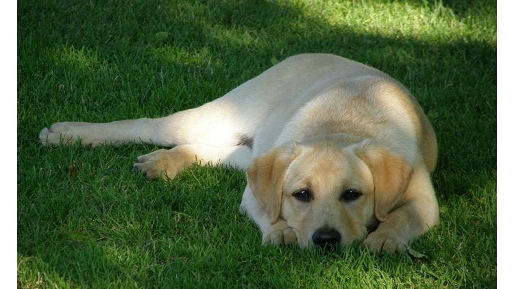 Des internautes se mobilisent pour retrouver le chien d’un SDF