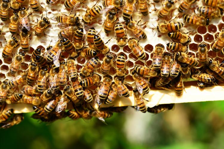 [ANIMAUX] Sponsoriser des ruches pour sauver les abeilles