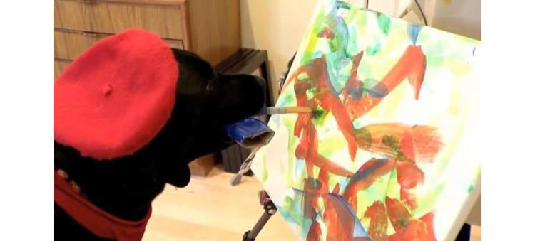[ANIMAUX] DOGVINCI, le chien artiste qui lève des fonds pour son association 