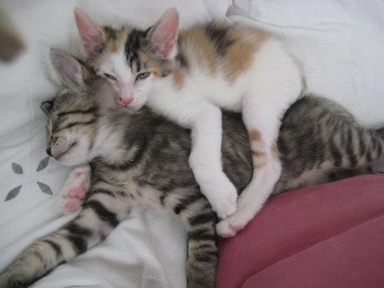 Adoptez les !!!