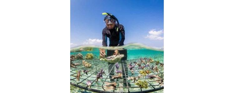 La réalité augmentée pour sensibiliser à l’érosion des récifs coralliens