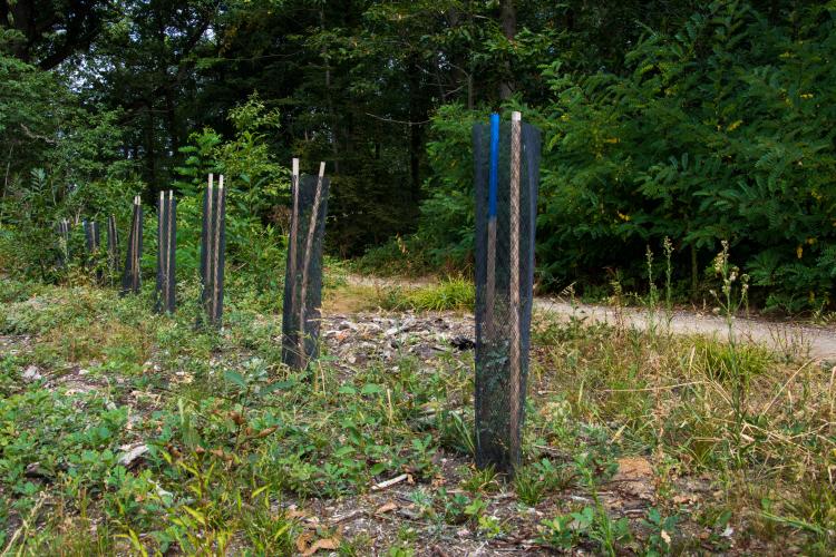Et si on plantait des arbres !